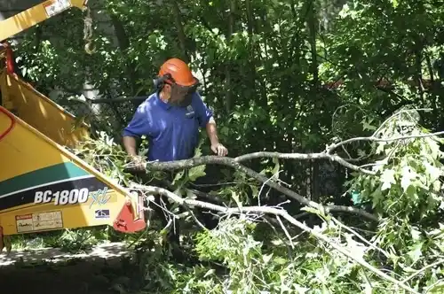 tree services Caro